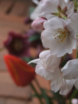 20120407sakura.JPG